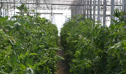 Mata tomates
